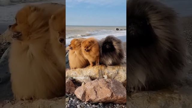 Счастье Море Крым #померанскиешпицы#пекинес#pomeranian #pekingese смотреть онлайн