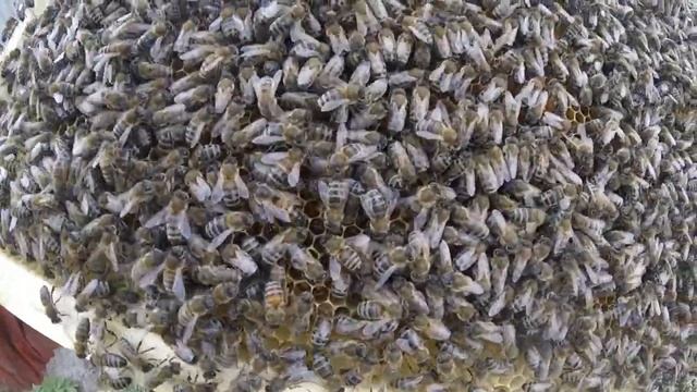 Как поёт пчеломатка, редко можно услышать голос матки. Почему и зачем она поёт?! смотреть онлайн