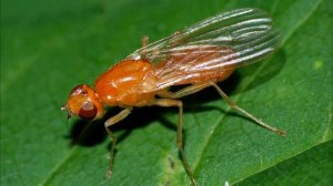 Морковная муха борьба за урожай! Как избавиться от мухи раз и навсегда?