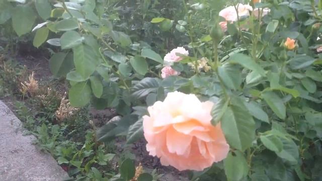 Роза Полька (Polka 91) - обильное цветение в июле. смотреть онлайн