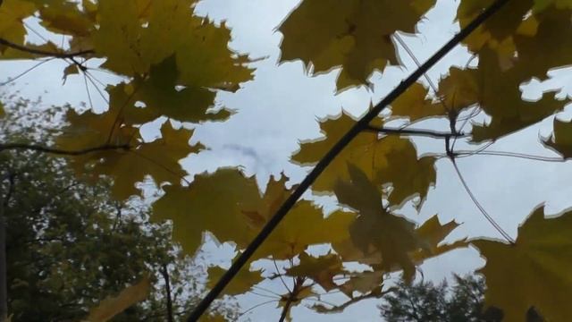 #ФУТАЖ#ОСЕНЬ#ЛИСТЬЯ#ВЕТЕР#КЛЕНОВЫЕ смотреть онлайн