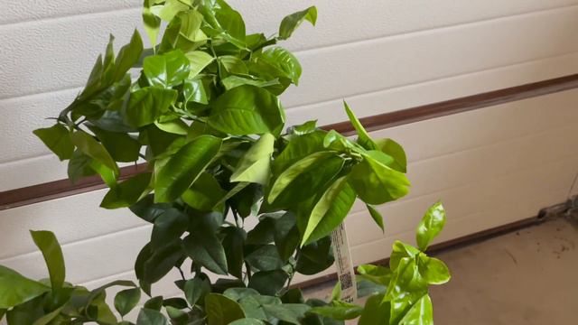 Odc. 244 - Citrus "Arcobal" - nowy cytrus w cytrusowej dżungli. смотреть онлайн