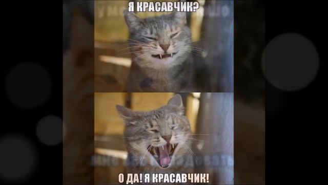 Веселые картинки. Коты смешные приколы. Прикольные кошки. смотреть онлайн