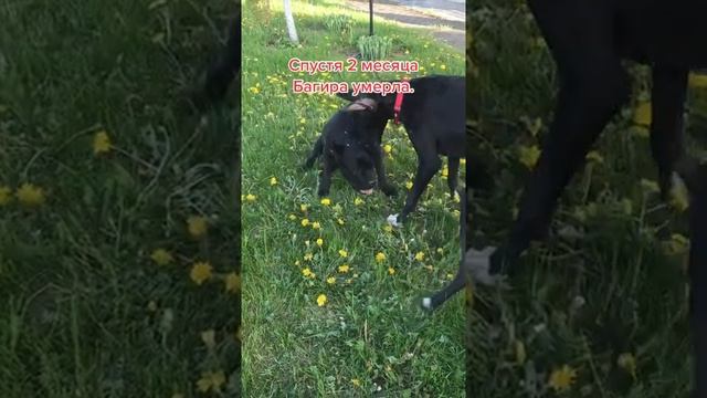 Рак у собаки, первые признаки. смотреть онлайн