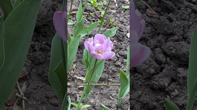 Природа апрельского города смотреть онлайн