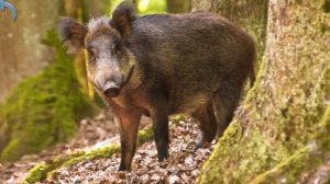 Дикие животные. Карточки Домана #2