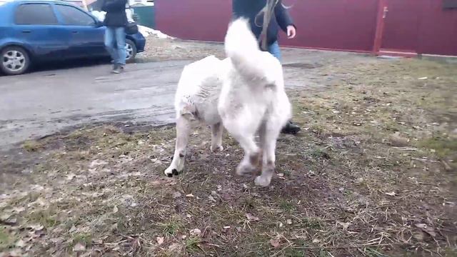 Омар - будущая звезда / Современный алабай смотреть онлайн