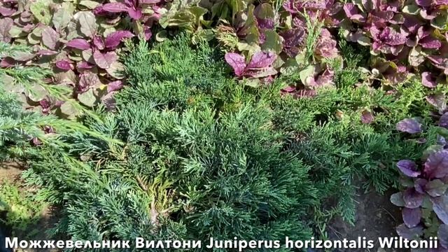 Создаём КОМПОЗИЦИЮ ИЗ ХВОЙНЫХ для небольшого сада. Сосны Можжевельники Ели смотреть онлайн