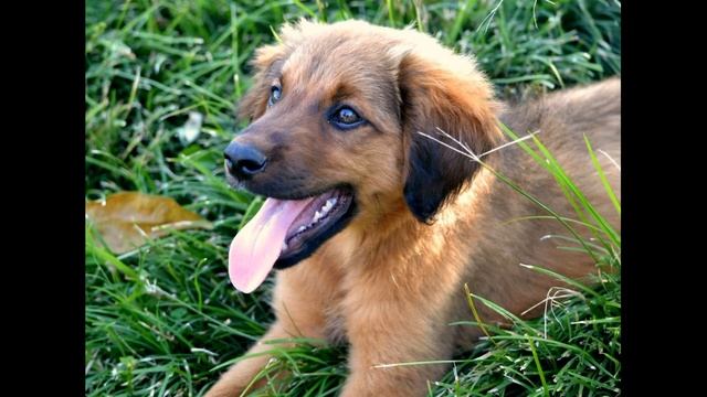 Пропала собака - верните собаку (песня) смотреть онлайн