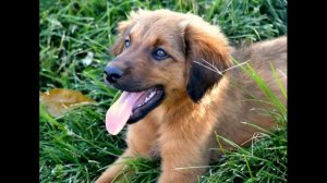 Пропала собака - верните собаку (песня)