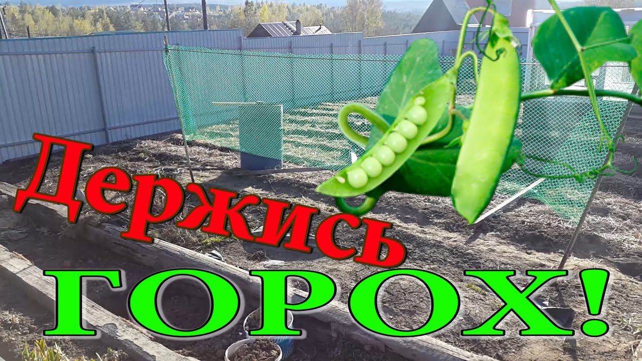 Шпалера для гороха. Сетка для гороха. Опора для гороха. Крепить горох.