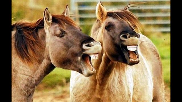 ✅  Ржание лошади. Звук коня. Лошадь звук