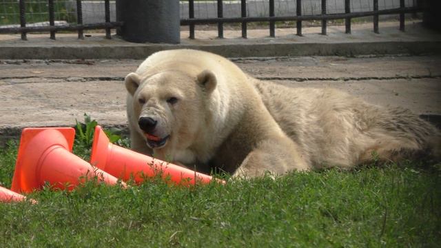The Profile of Gulya (Белая медведица Гуля) the Polar Bear at Bolsherechye Zoo, Russia смотреть онлайн