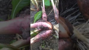 Лук семейный Деликатесный (шалот)