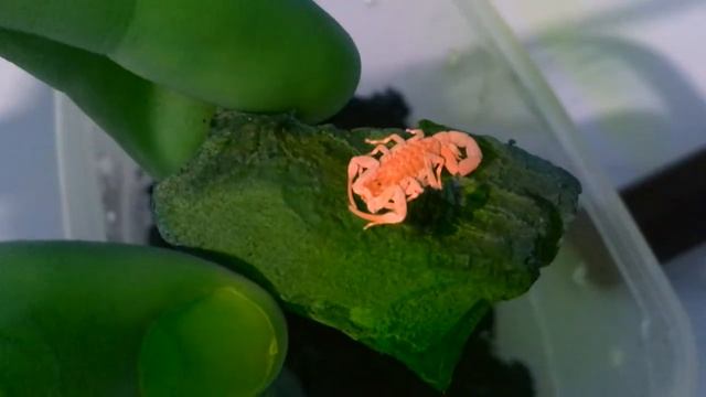 САМЫЙ ЯДОВИТЫЙ СКОРПИОН | TITYUS SERRULATUS | ЧТО БУДЕТ ЕСЛИ УЖАЛИТ СКОРПИОН?! | Посылка от KVAртет смотреть онлайн