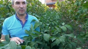 @Саженцы грецкого ореха  Скороплодные и низкорослые орехи