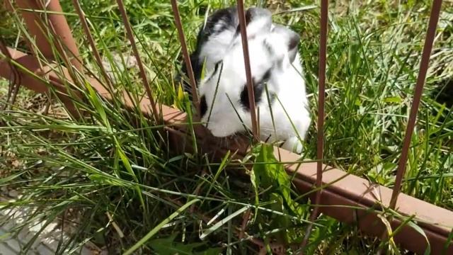 Выходной день.День выхода моих подопечных на прогулку.