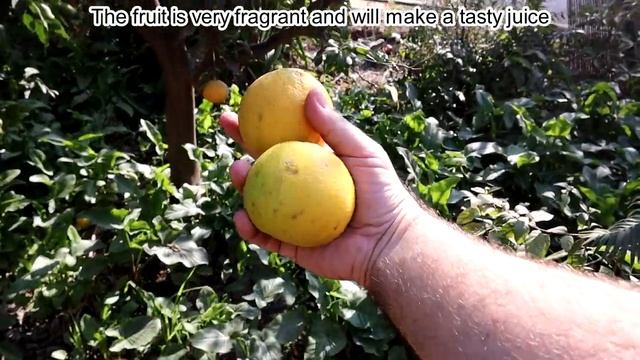 Bergamot Tree Is Filled With Fruits - Making Earl Grey Lemonade To Drink (Citrus bergamia) смотреть онлайн