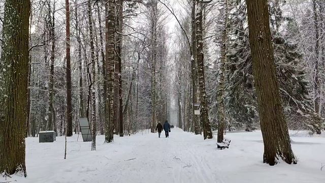 Аллея в зимнем парке. Павловск смотреть онлайн