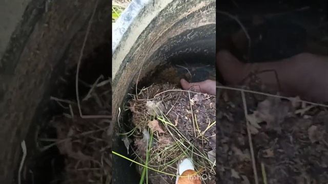 Грибная гармония