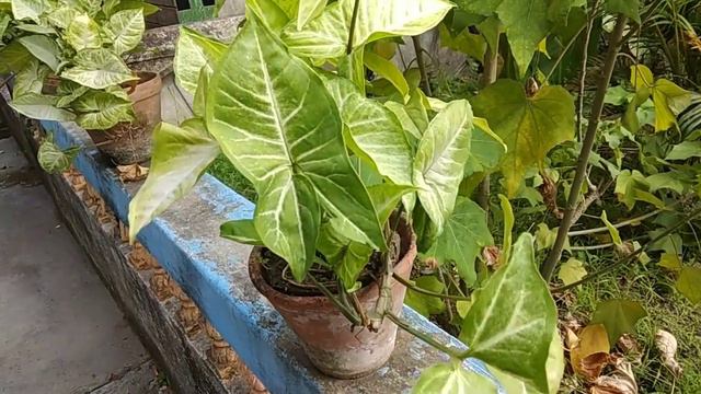 How to grow and care Syngonium or Arrowhead plant смотреть онлайн
