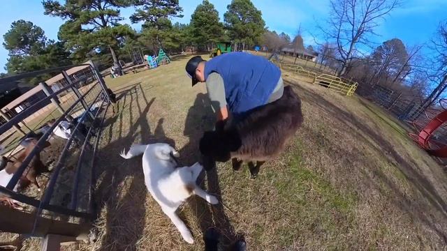 Barnyard Friends Petting Zoo Adventure 2023 смотреть онлайн