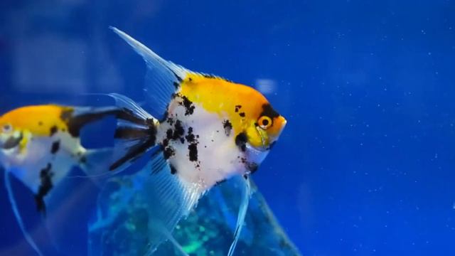 Visit The Ocean Floor Premiere Fish Store смотреть онлайн