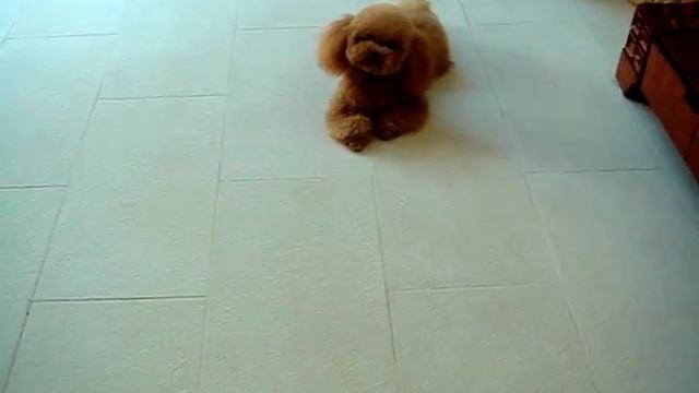 ABSOLUTE OBEDIENCE.mpg смотреть онлайн