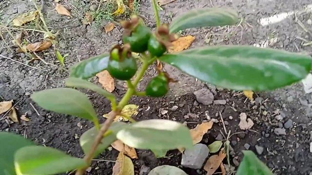 Гуаява- тропический плод смотреть онлайн