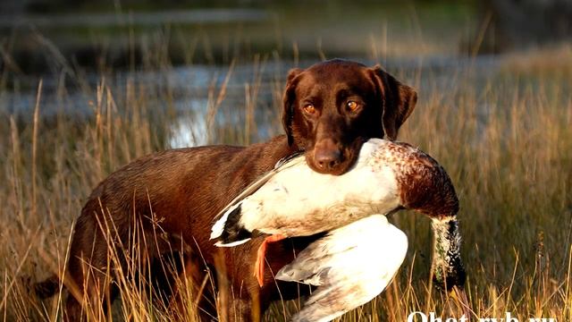 100. Как правильно выгуливать собаку. Прогулка с собаками смотреть онлайн