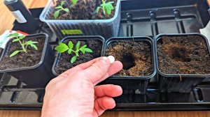 Очень хорошо помогают рассаде окрепнуть такие таблетки. Кладу по 1 штучке на горшок при пикировке.