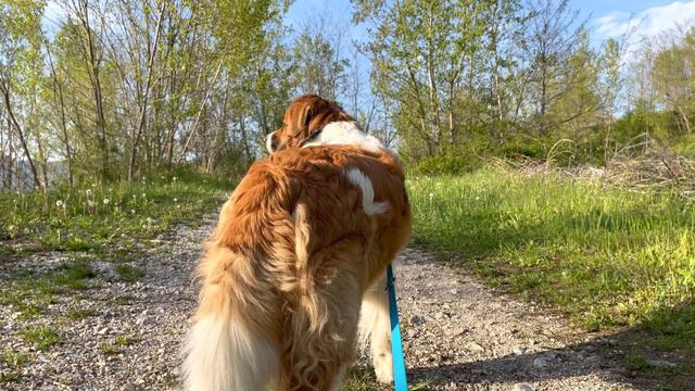 Listen to the Birds | BEAUTIFUL NATURE | with Bongo the Fluffy Dog смотреть онлайн