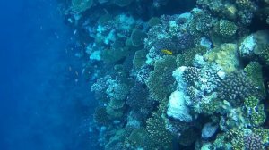 Nubian Island 5*. Риф,  Sharm el-Sheikh. Red sea. Египет.  🏖 4 часть + обзор ресторана