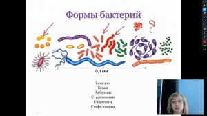 Бактерии 7 класс
