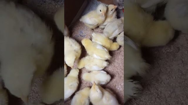 Лучшая подстилка для маленьких цыплят. Цыплята брессов. Одесса. смотреть онлайн