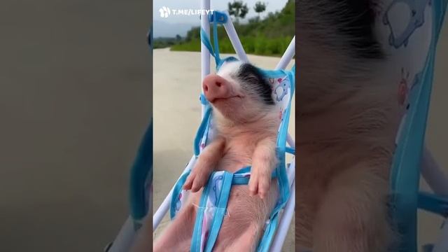 Поросёнок в коляске смотреть онлайн