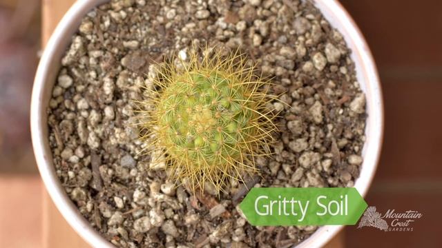 Cactus 101 -  Care Tips & Unique Traits