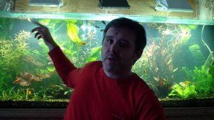 МАРГАНЦОВКА В АКВАРИУМЕ