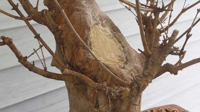 large trident maple bonsai pt 3: durham's and carving смотреть онлайн