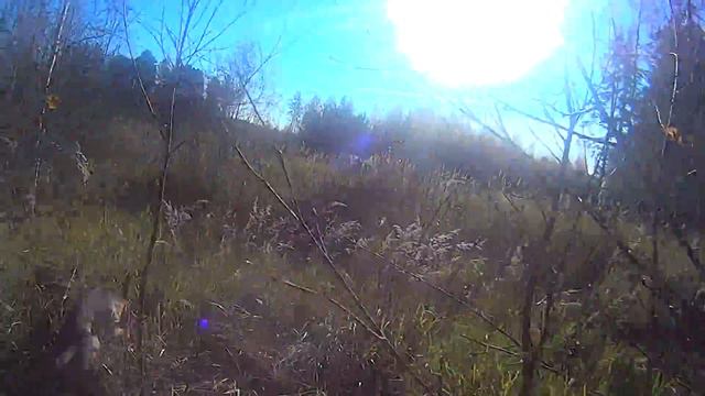 Охота на зайца с гончими в ХМАО смотреть онлайн