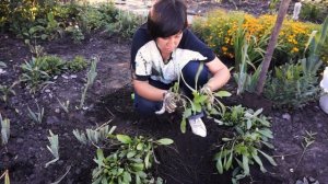 НИВЯНИК НЕ ПОГИБНЕТ | ПЕРЕСАДКА ОБЯЗАТЕЛЬНА ! Секреты многолетнего цветения нивяника