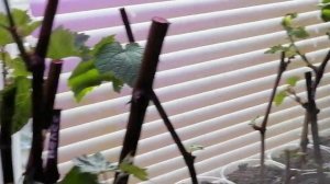 как правильно ухаживать за вегетирующими саженцами винограда после укоренения