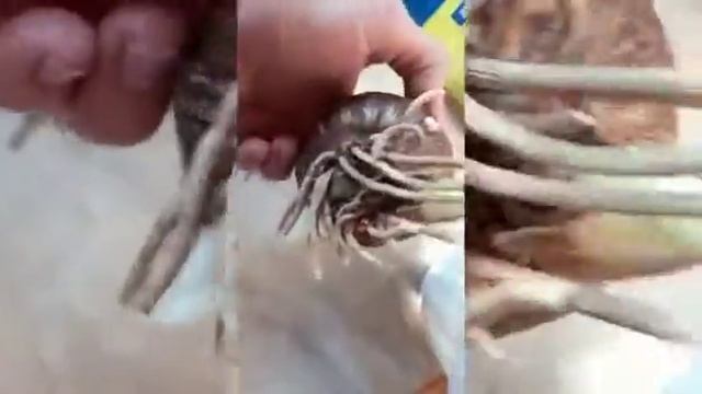 Сажаем Амариллис.Выращиваем смотреть онлайн