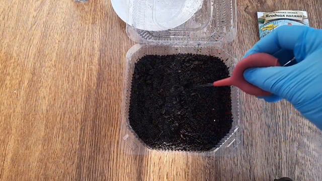 СЕЮ ЗЕМЛЯНИКУ НА РАССАДУ. РЕЗУЛЬТАТ. смотреть онлайн