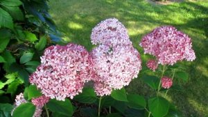 ✿➽ Гортензия древовидная  Invincibelle Spirit