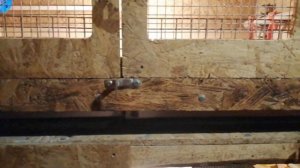 Брудер своими руками, для перепелов, обзор, часть 2