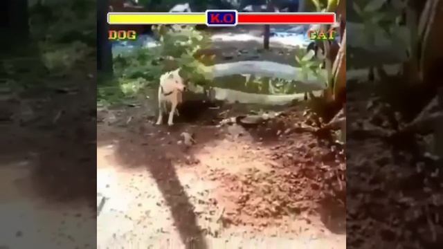 мортал комбат?? смотреть онлайн