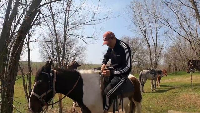 Буцефал. смотреть онлайн