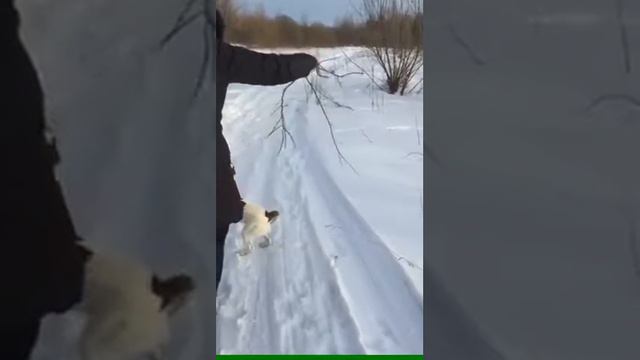 Замедленное видео. Фокстерьер. смотреть онлайн