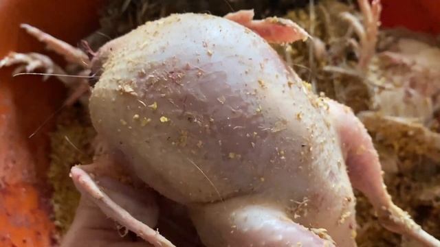 28 июля 2022 г. Перепел мясной породы Альбинос Техасский А+ смотреть онлайн